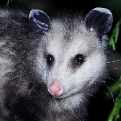 Possum Image