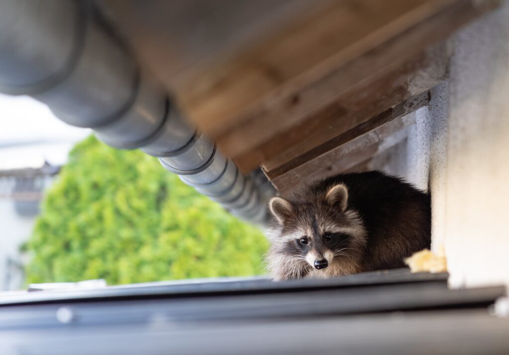 raccoon on the roof of a house