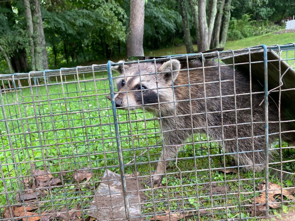 critter or racoon caught in a cage