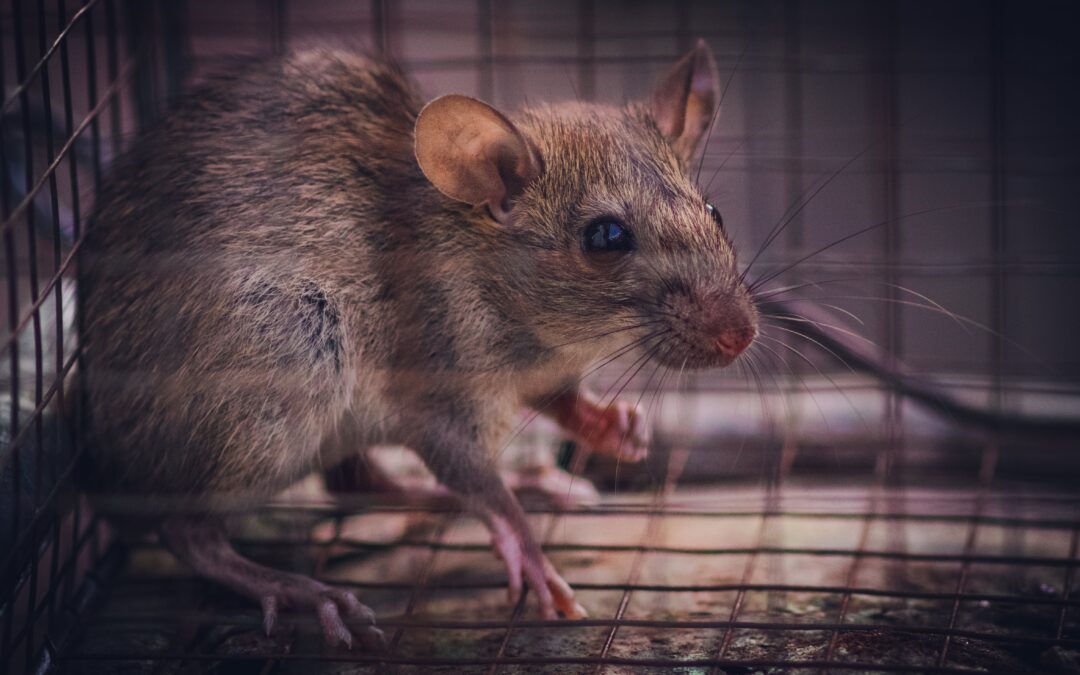 Tackling Rodent Removal in San Antonio