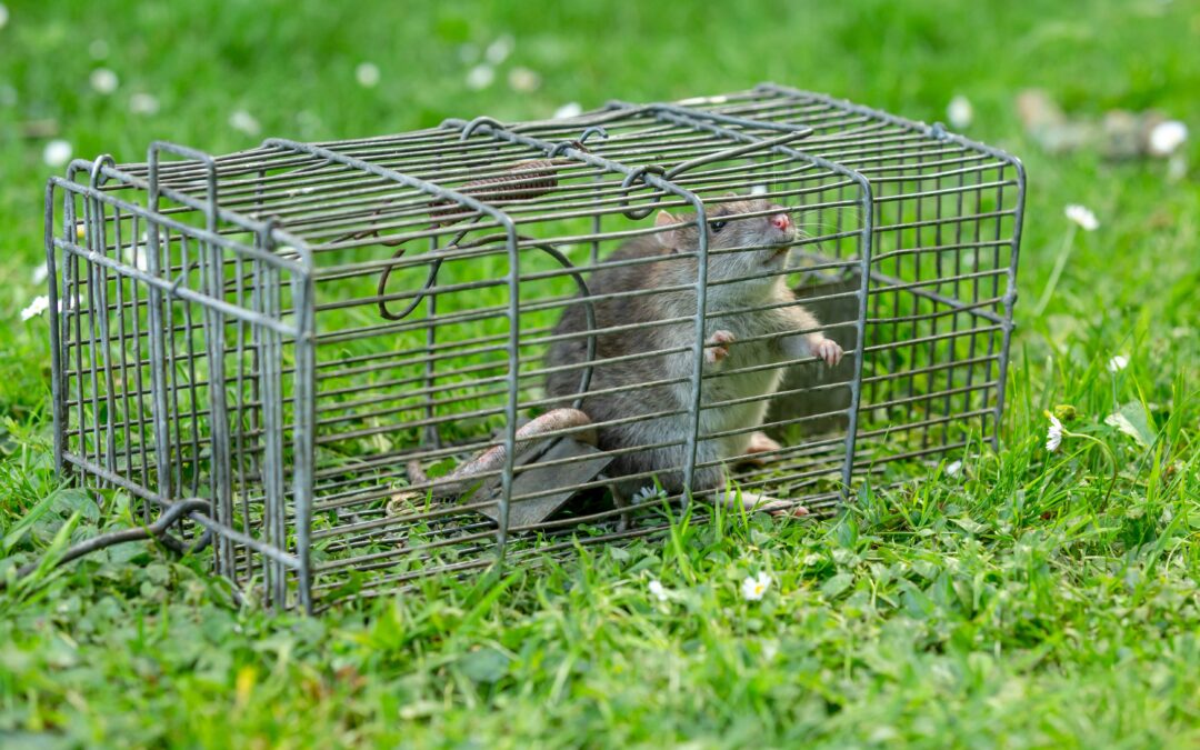 Rat Exterminator in San Antonio