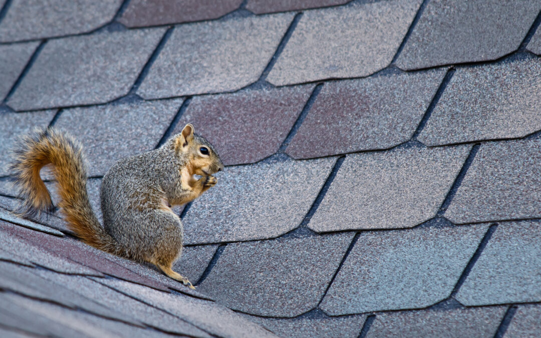 Battling Squirrel Infestations in San Antonio Roofs