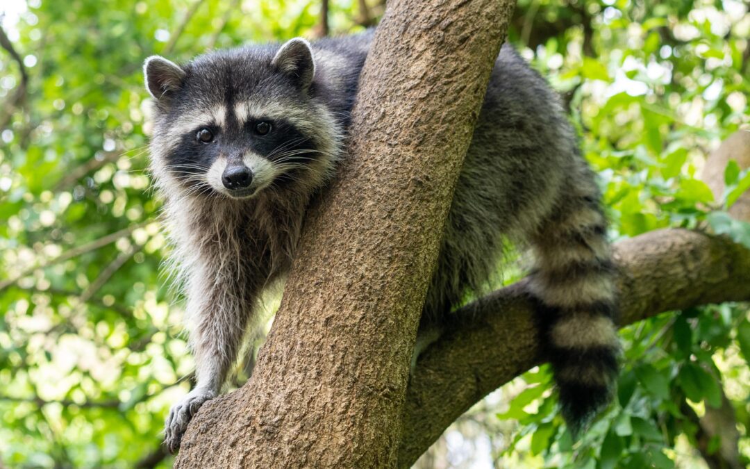 When to Call a Raccoon Catcher in San Antonio