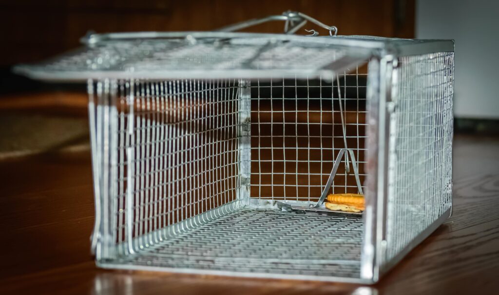 Animal trap cage