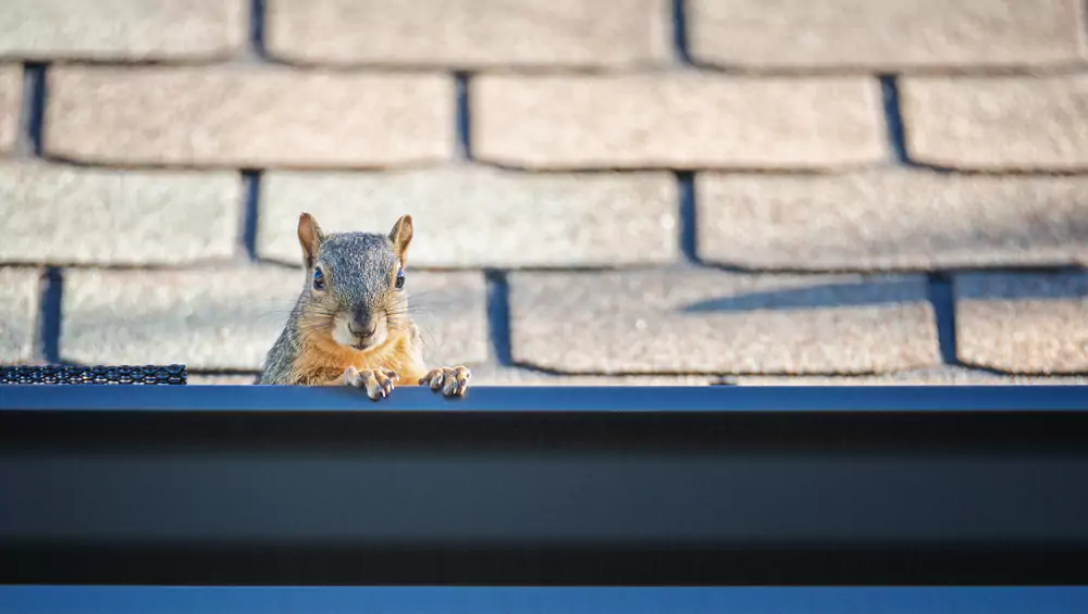 Wildlife Hotspots in San Antonio Neighborhoods (And What You Can Do About It)