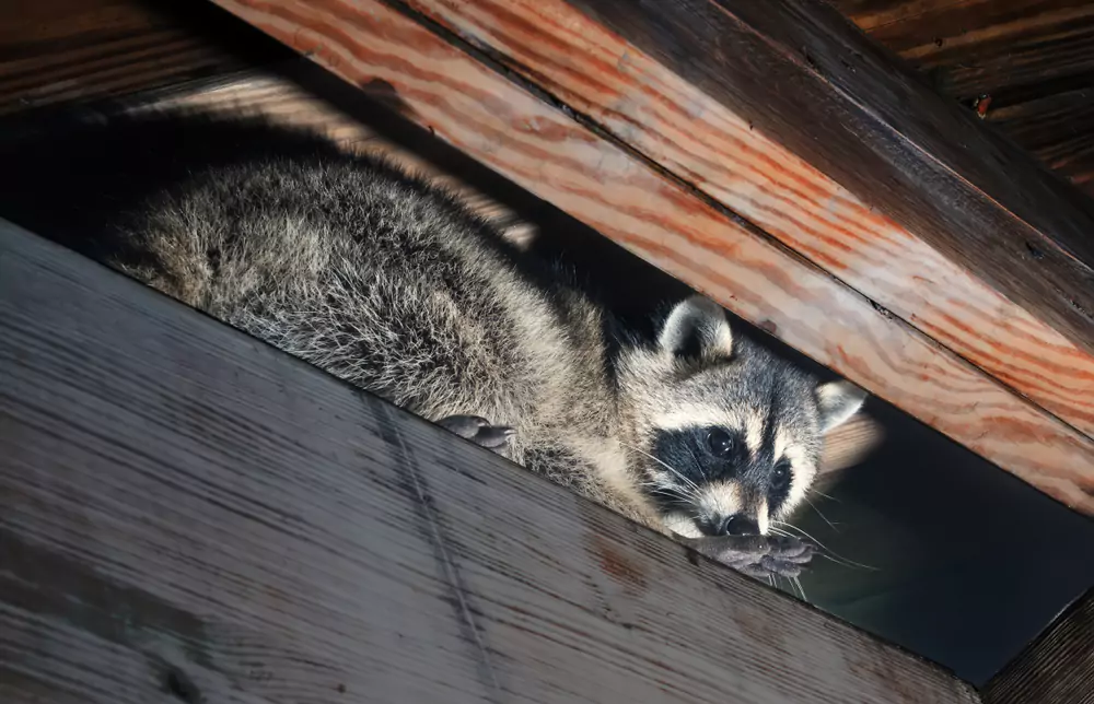 The Science Behind Animal Entry Points: Why They Pick Your Home